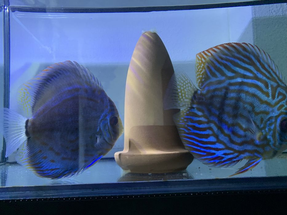 Vendo o meu casal fertil jovem/adulto de discus piwowarosky