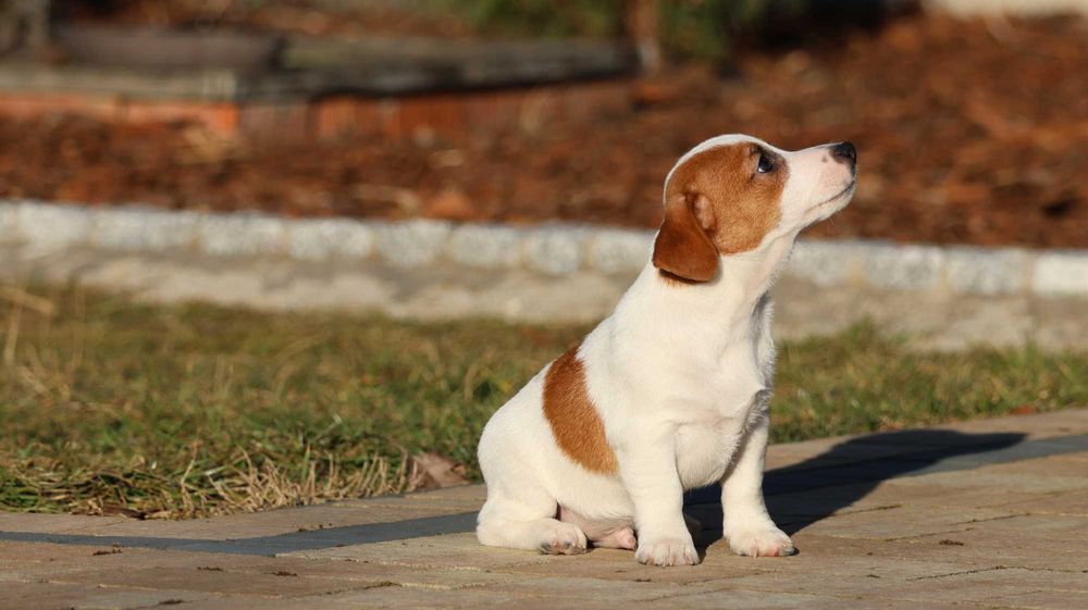 TIMO Jack Russell Terrier /ZKwP FCI- wzorcowa hodowla/koplet szczepień