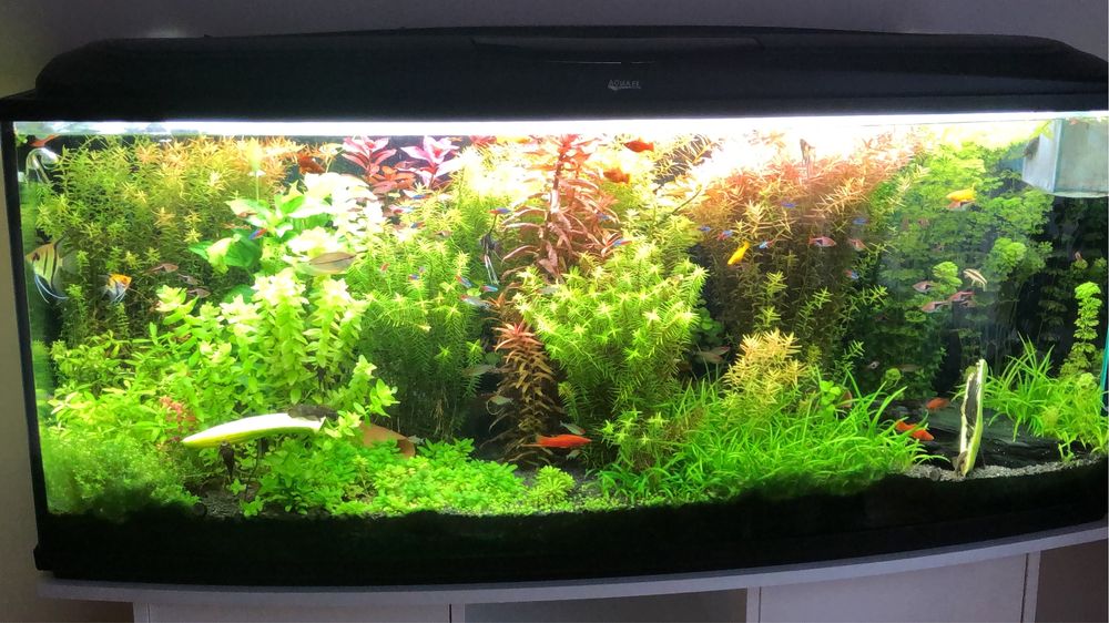 Akwarium panoramiczne 150x60x60 - 450 l z pełnym wyposażeniem i życie