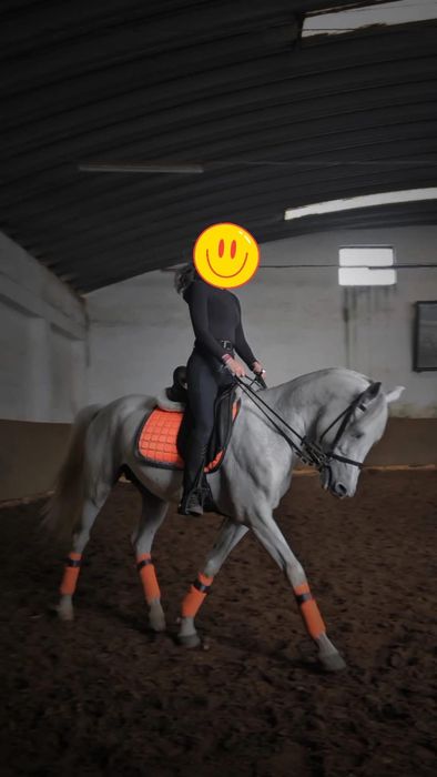 Cavalo cruzado de árabe