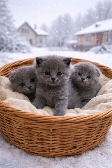 британские котята