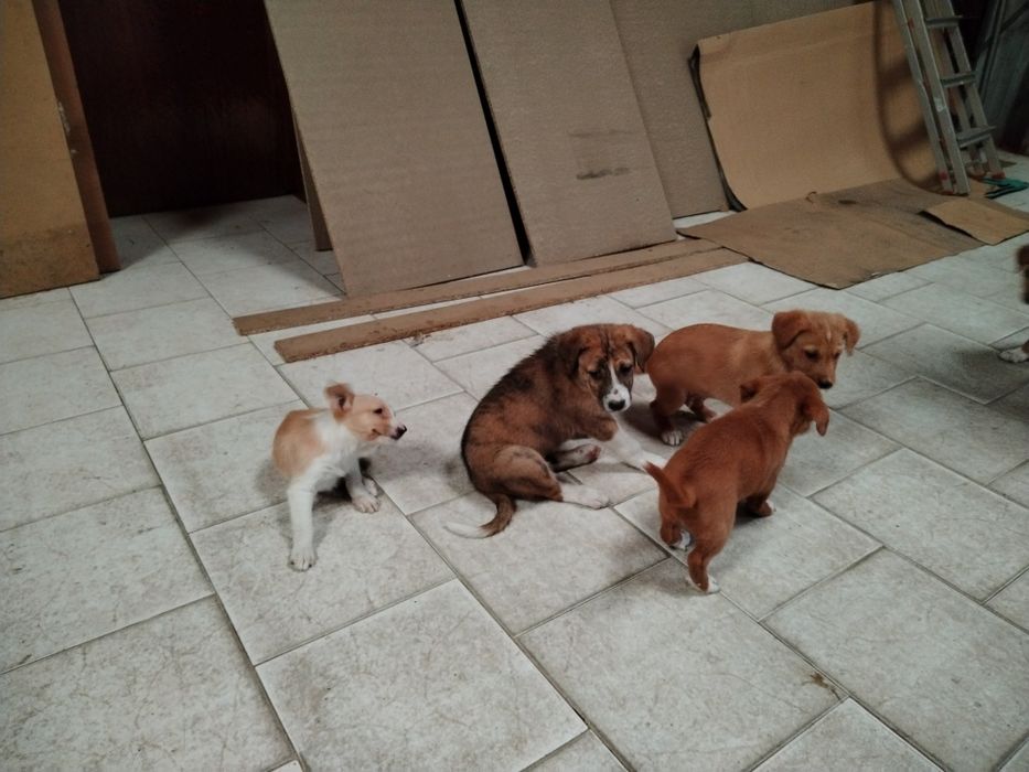 Cães para adopção