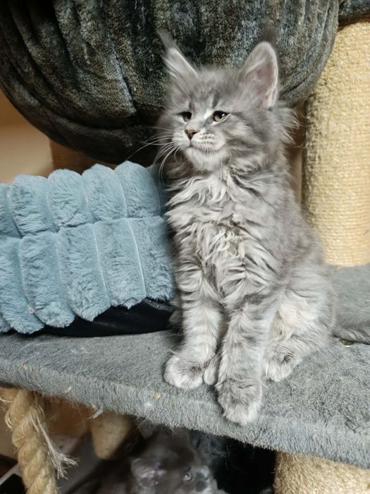 Piękna niebieska kotka Maine coon