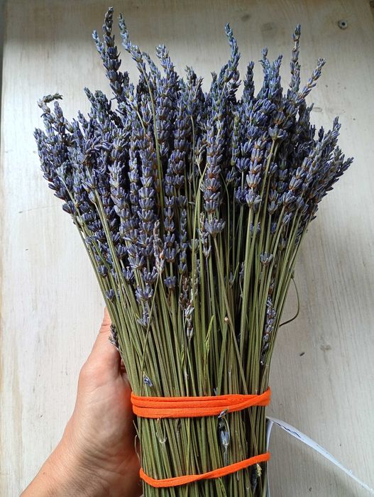Ramo de lavanda natural 500 pés