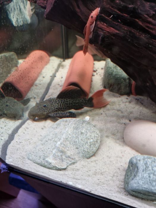 Sprzedam zbrojniki L różnego rodzaju szt