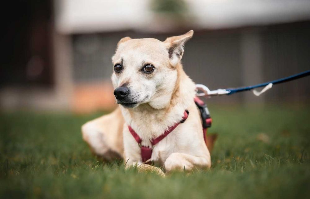 Drobniutka Nebula szuka domku