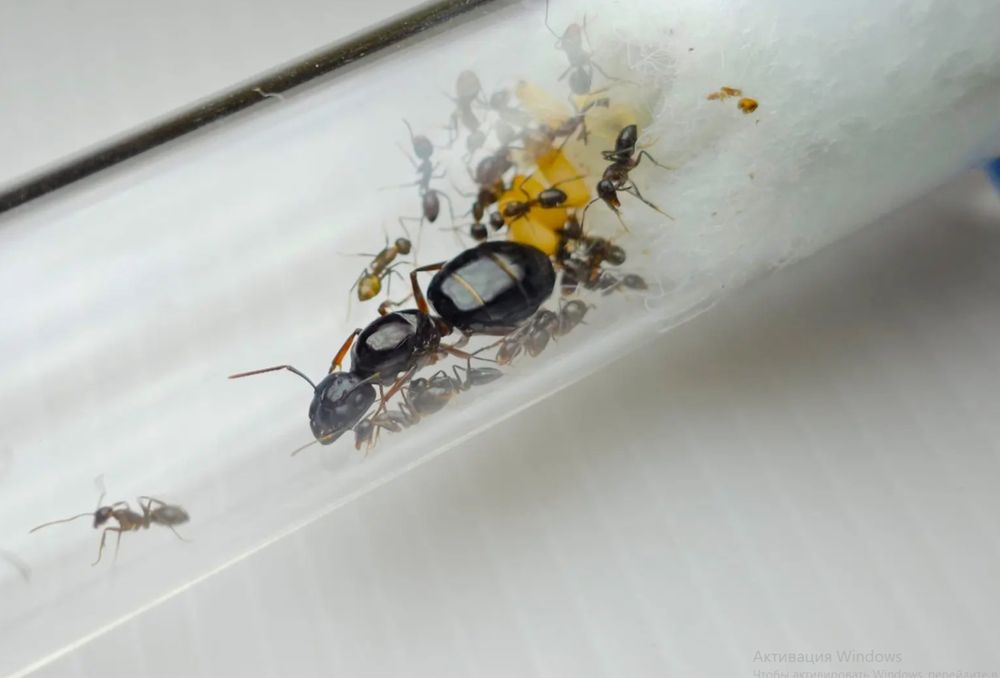 Муравьи Camponotus friedae – купить с муравьиной фермой |  Новая Почта