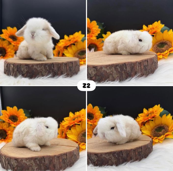 Kroliczek Mini Lop