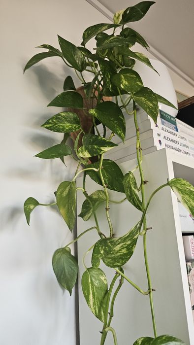 Epipremnum aureum, złociste, ukorzenione