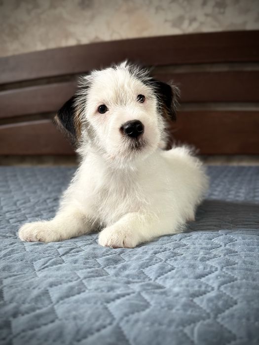 Хлопчик джек рассел