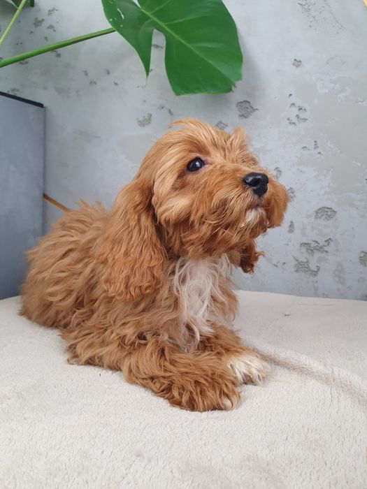 Cavapoo F1- Piękny Piesek