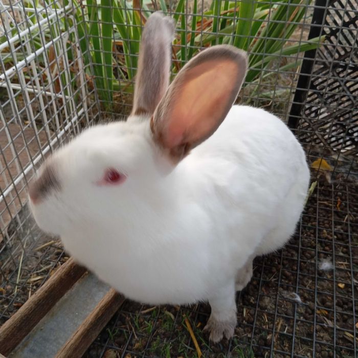 Кролі Каліфорнійці. Німецький  строкач.