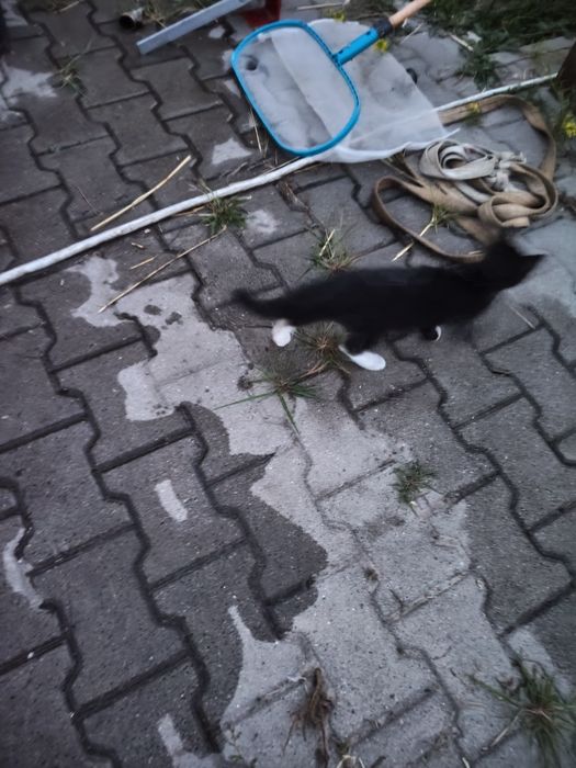 Oddam kotki  w dobre ręce