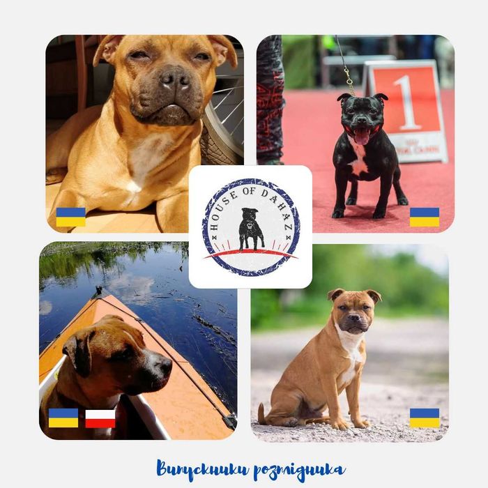 Розплідник HOUSE of DAHAZ, ознайомлювальне оголошення