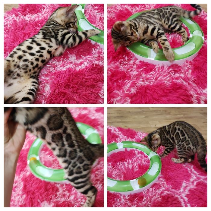 Шикарные Бенгальсикие котята, бенгалы