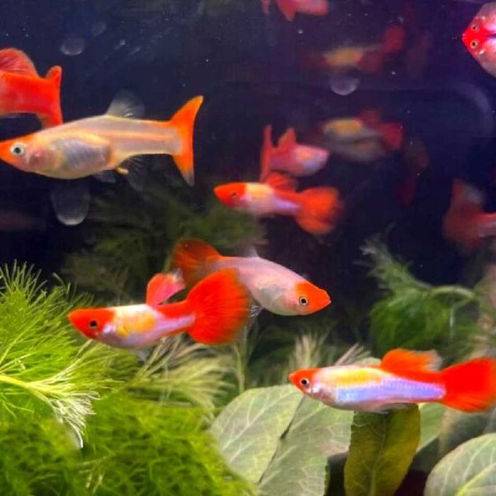 Gupiki Koi Red z domowego akwarium.