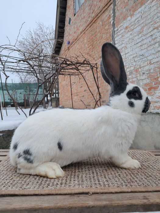 Самочка німецького строкача. Блакитна.