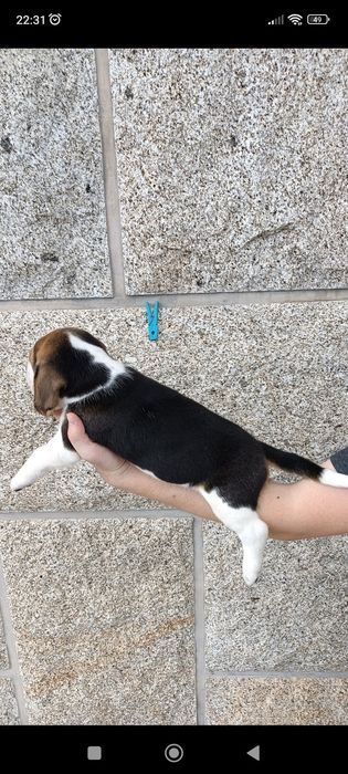Beagle macho disponível para entrega imediata