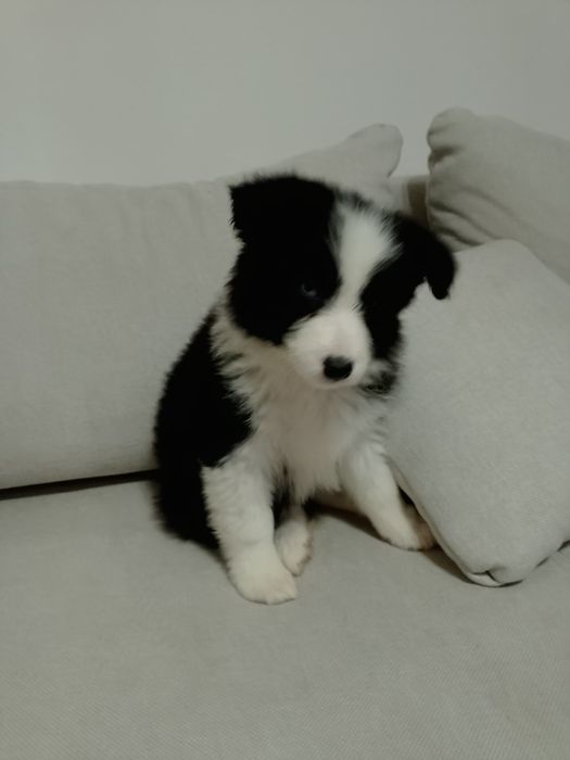 Border Collie Suczka