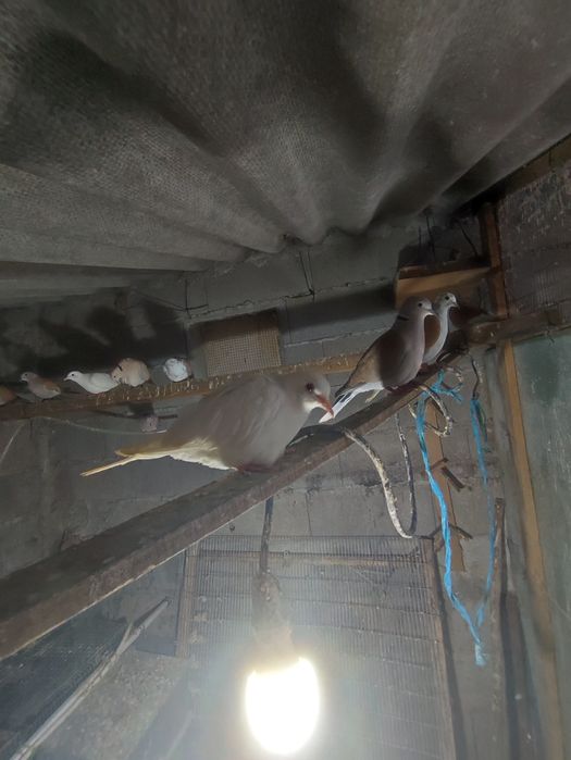 Rolas brancas e castanho