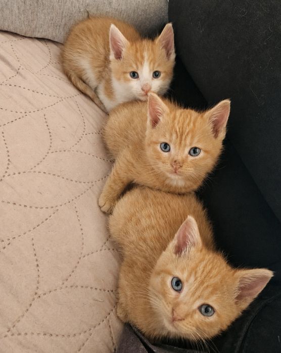 Mlode kotki do adopcji
