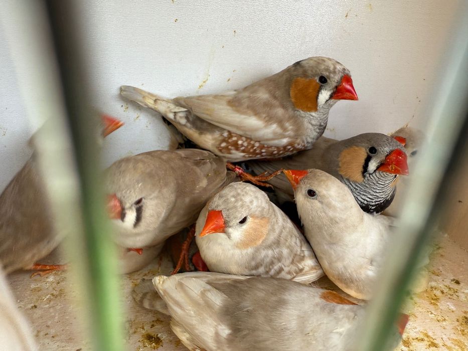 Zeberki w różnych mutacjach