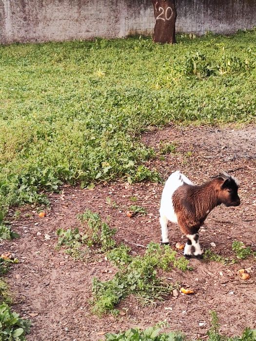 Mini cabrinhas anãs