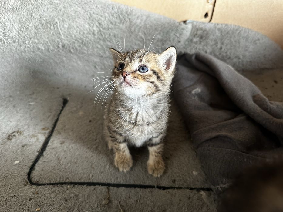 Кошеня  Тигровий окрас