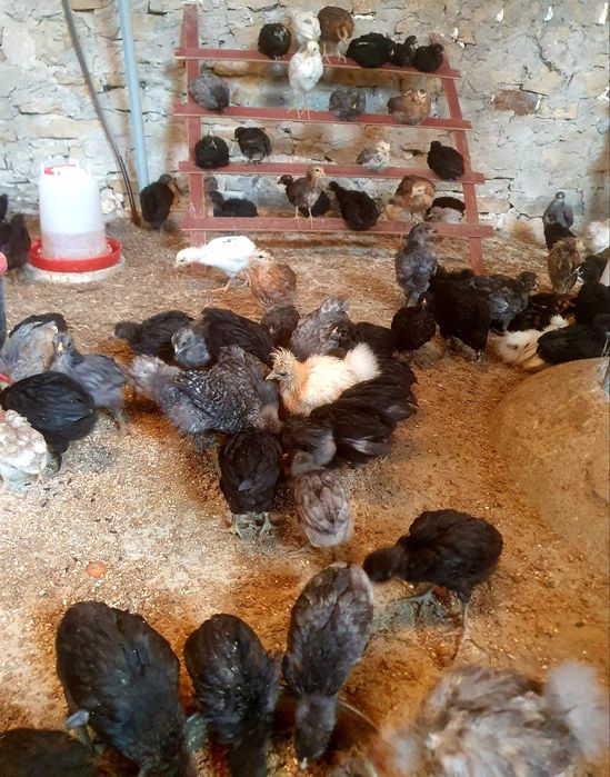 Kury rosy kury silki kury araukany pisklaki araukany