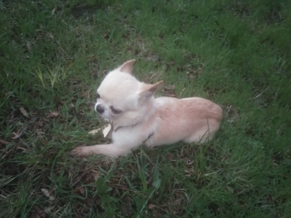 Супер мини чихуахуа 2000 грн.,для вязки.