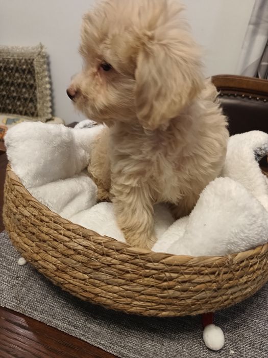Psy rasowe maltipoo