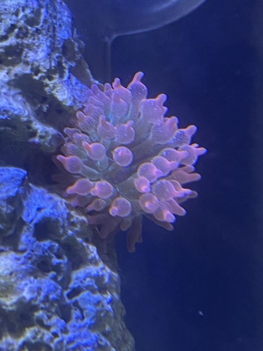 AQUARIO CUBO MARINHO 50x40x40