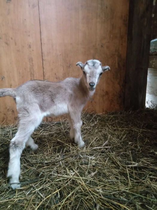 Козочка ламанче-нубійська
