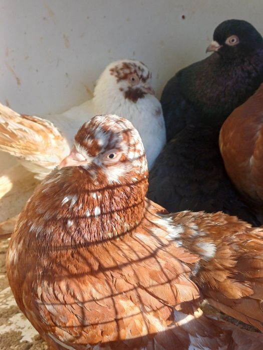 Gołębie rostowskie