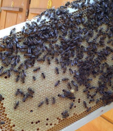 Пчеломатки Carnica