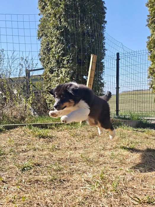 Owczarek australijski