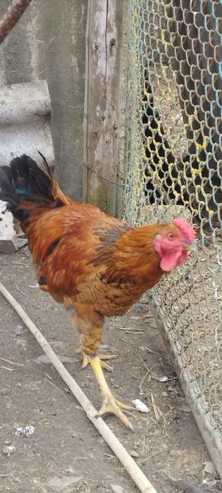 Молодий плодоносний великий голосний півень для Ваших курочок