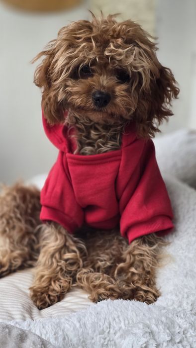 Cavapoo F1b piesek