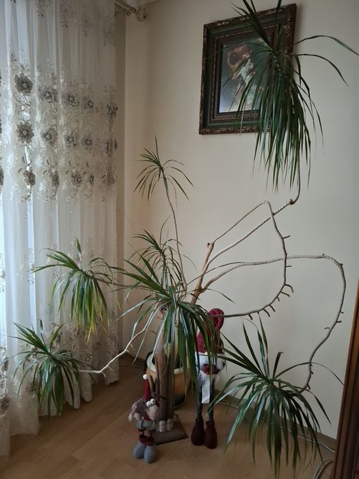 Драцена, пальма, вазон.
