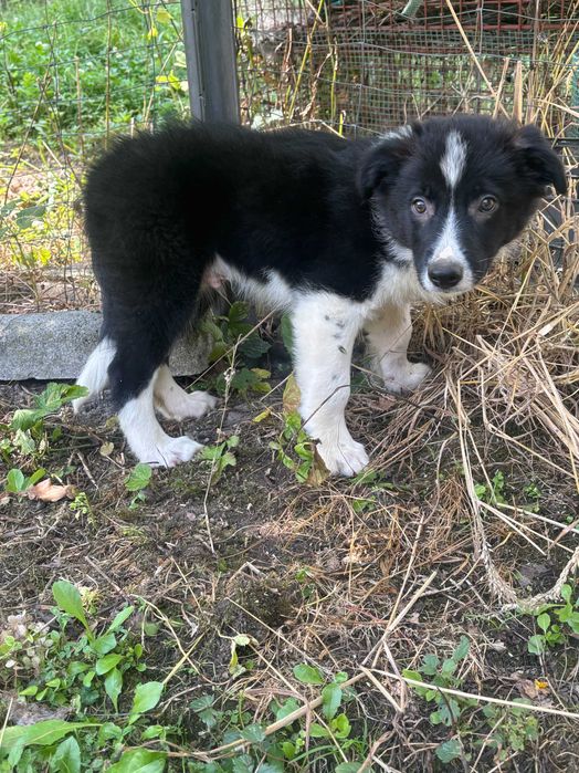 Border collie - ostatnia suczka