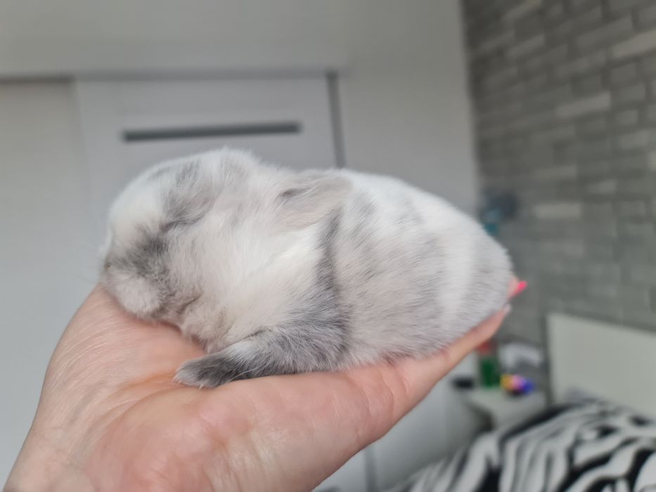 Mini lop królik króliczek miniaturka hodowla transport