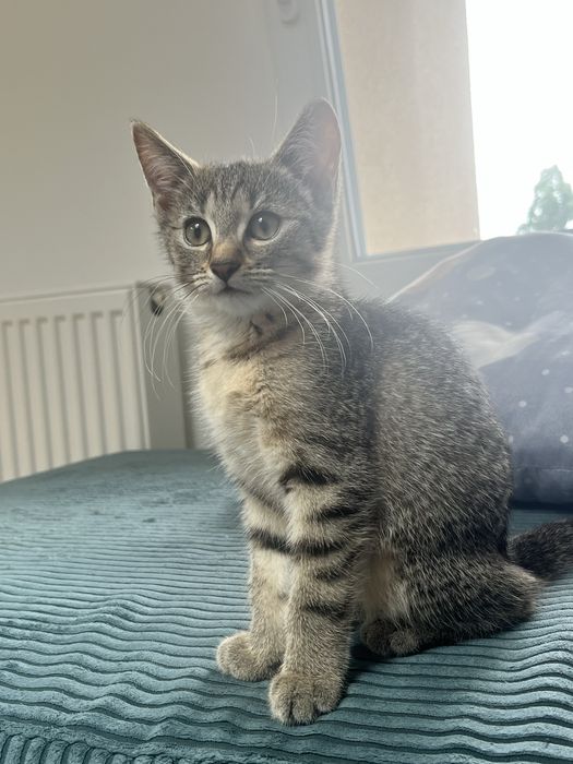 Kotki do adopcji