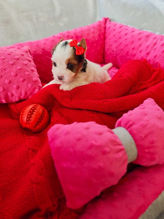 York śliczna suczka miniaturka Yorshire terrier o unikatowym umaszczeniu