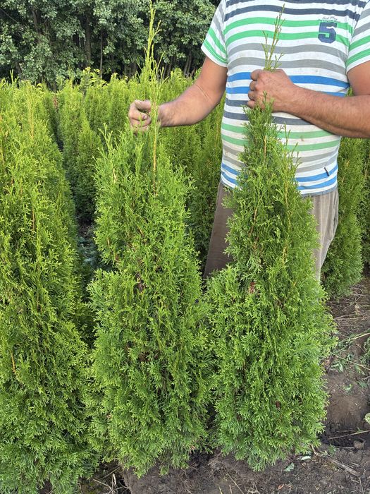 Tuja szmaragd grunt 140cm 12 zł