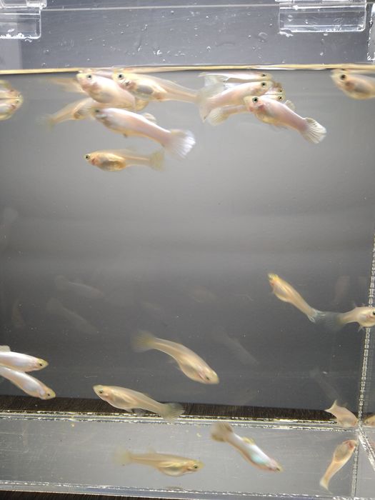 Молінезія жовта і мечоносці