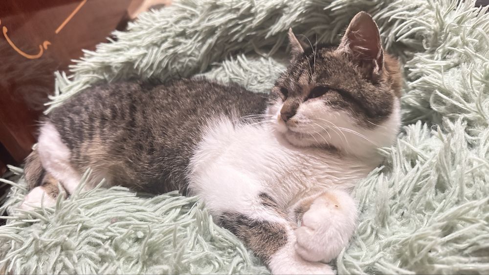 Віддам кішку у добрі руки