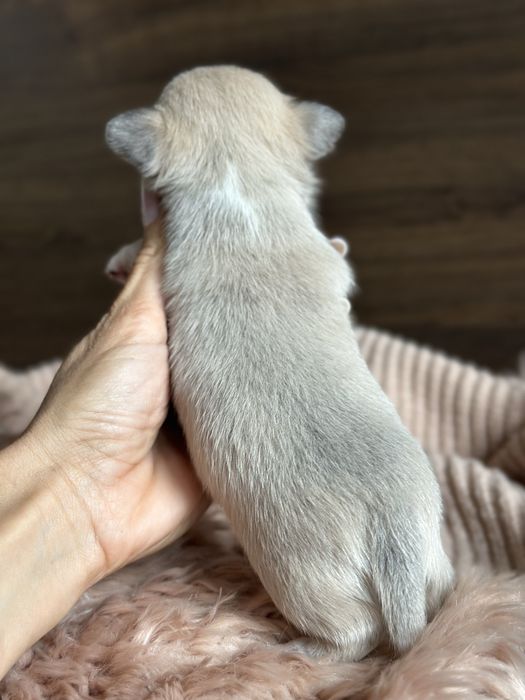 CHIHUAHUA dziewczynka  MINI :)