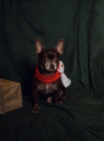 Вʼязка чихуахуа хлопчик 8 років шукає подругу