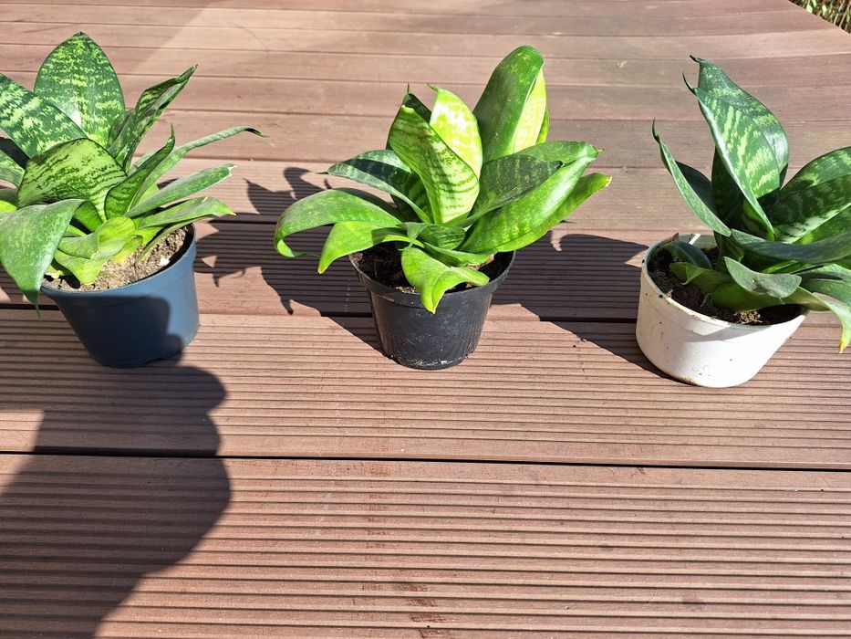 Sansewieria    niska