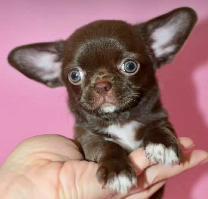 Чихуа от недорогих до выставочных